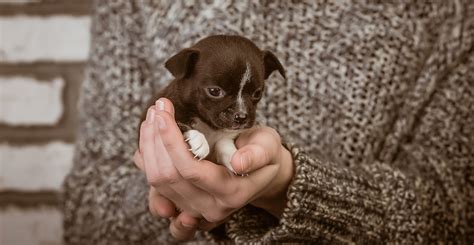 portland humane society